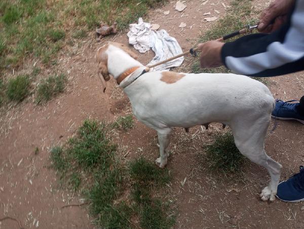 👑 ARTEMIDE, SPLENDIDA GIOVANE POINTER, CERCA CONDIVISIONI E ADOZIONE 🏠 Foto 4
